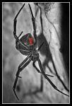 image of black_widow