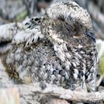 image of bird