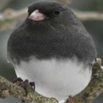 image of bird