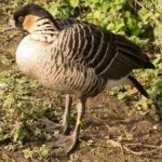 image of bird