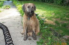 image of soft_coated_wheaten_terrier #5