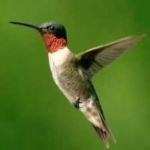 image of bird