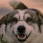 image of animal