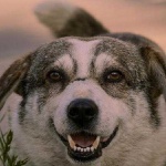 image of dog_face #13