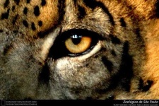 image of jaguar_car