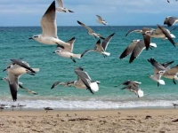 image of seagull