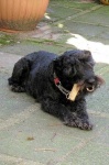 image of lakeland_terrier