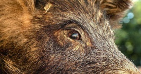 image of boar #37