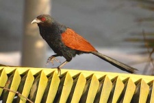 image of coucal