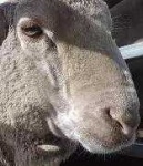 image of animal