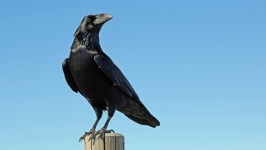 image of animal