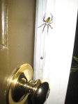 image of black_and_gold_garden_spider