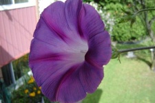 image of flower
