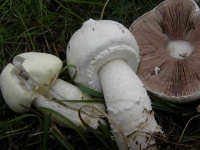 image of mushrooms