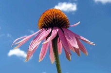 image of flower
