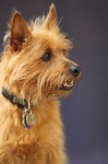 image of australian_terrier