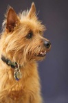 image of australian_terrier #20