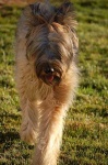 image of briard