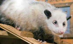 image of animal