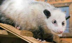 image of possum #25