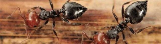 image of animal