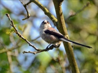image of animal