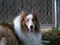 image of shetland_sheepdog