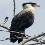 image of bird