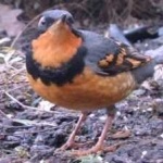 image of varied_thrush