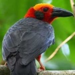 image of bird