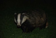 image of badger