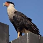 image of bird