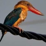 image of bird