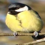 image of bird