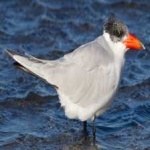 image of bird