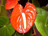 image of anthurium #4