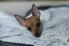 image of toy_terrier