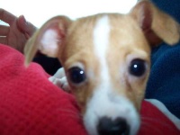 image of toy_terrier