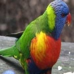 image of bird