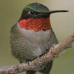 image of bird