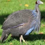 image of bird