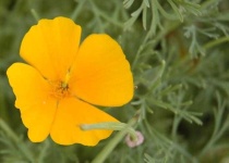 image of flower