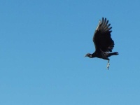 image of animal