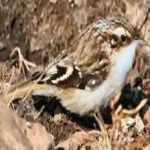 image of bird