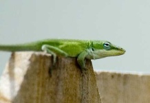 image of green_lizard