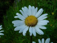 image of flower