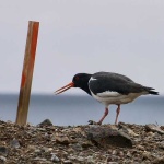 image of oystercatcher