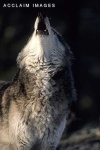 image of timber_wolf