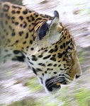 image of jaguar_car