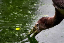 image of animal